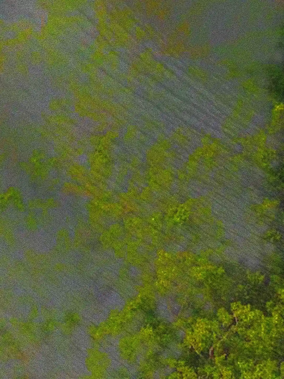 Particolare di Giada dormiente: fitta texture digitale dalle tonalità verde giada, che evoca l'immensità della foresta tropicale che assorbe la composizione